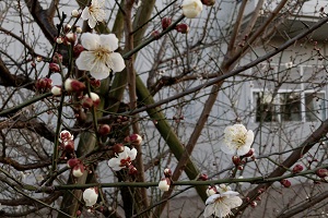 【副校長ブログ29】春はもうすぐ