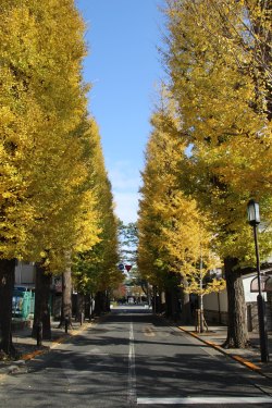 移転当時に旧制高等学校の生徒が植樹したと言われる学園正門前のイチョウ並木