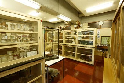 貴重な標本などが集められた標本室
