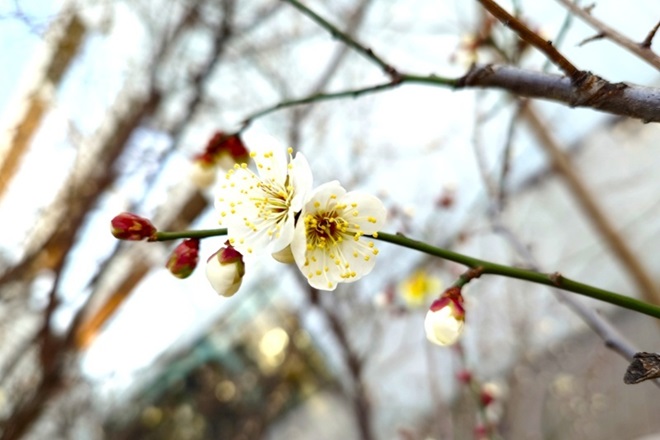 副校長ブログ「ゆめみる」第57号　『ここは、どこ？』