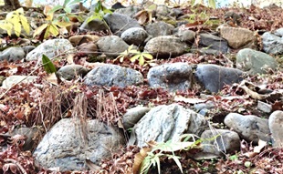 ⑫理科助手の先生がつくったんです