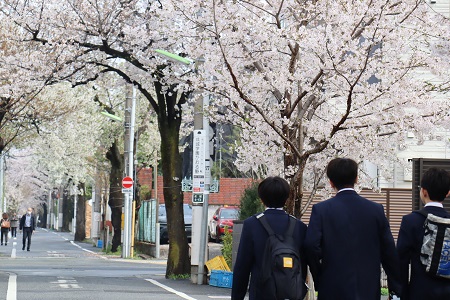入学を祝うかのような満開の桜