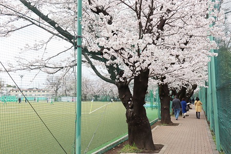 第1グラウンドの桜