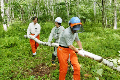 伐採したシラカバを運搬