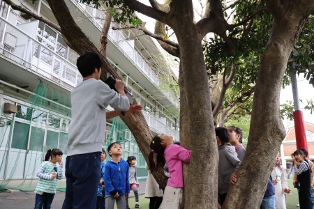 初等学校中庭の木登りのルールも確認。今すぐにでも登りたい！
