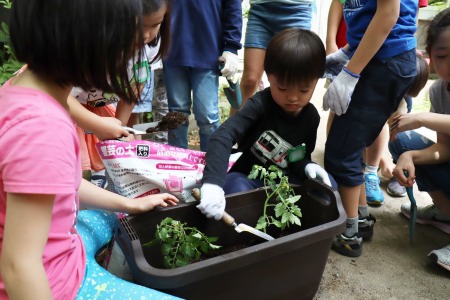 桜組のお兄さん、お姉さんに助けてもらいながらトマトの苗植えをした欅組
