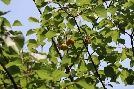 散歩の授業では、実を食べたり、砂糖漬けにしたり、自然の実りをおいしくいただくこともしばしば