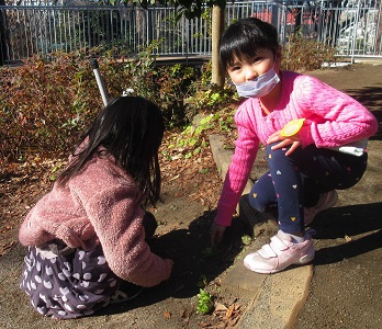 ふきのとうを見つけて「先生、何かあるよ！」