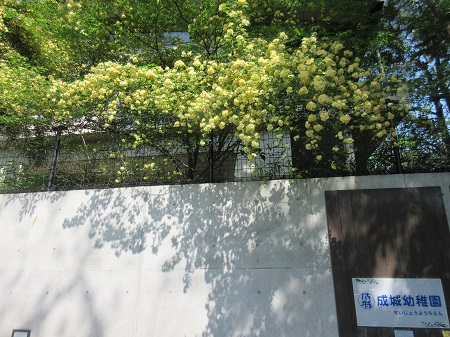幼稚園入口（銀の門）に咲くモッコウバラ