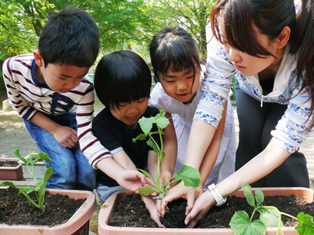 きゅうりの苗植え