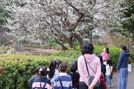 幼稚園を出発。成城池の脇に梅の花がきれいに咲いていました